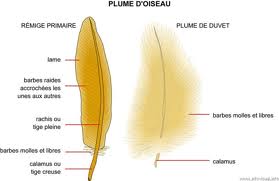 la plume